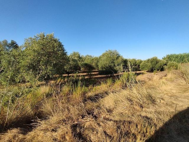 Terreno en venta en Segrià, Catalunya