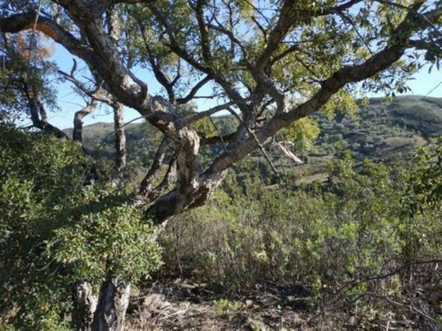 Terreno en venta en Romanyà de la Selva, Baix Empordà