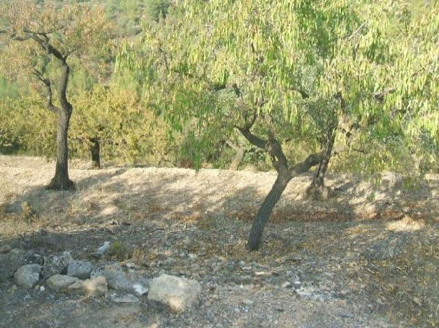 Terreno en venta en Ribera d'Ebre, Catalunya