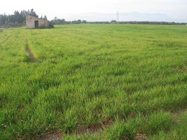 Terreno en venta en Montsià, Catalunya
