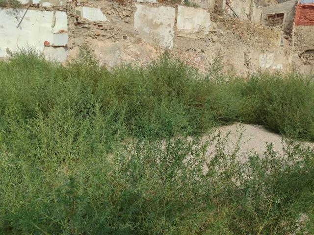 Terreno en venta en Callosa de Segura, Alacant / Alicante