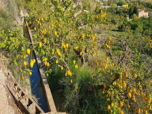 Terreno en venta en Callosa D'en Sarrià, Valencia