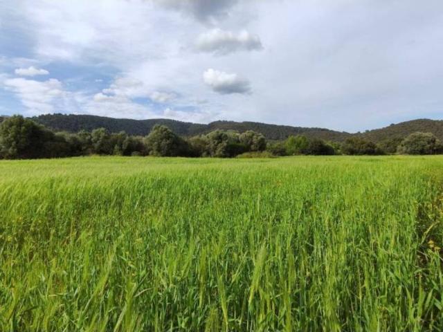 Terreno en venta en Raiguer, Baleares