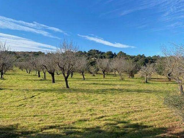 Terreno en venta en Campanet