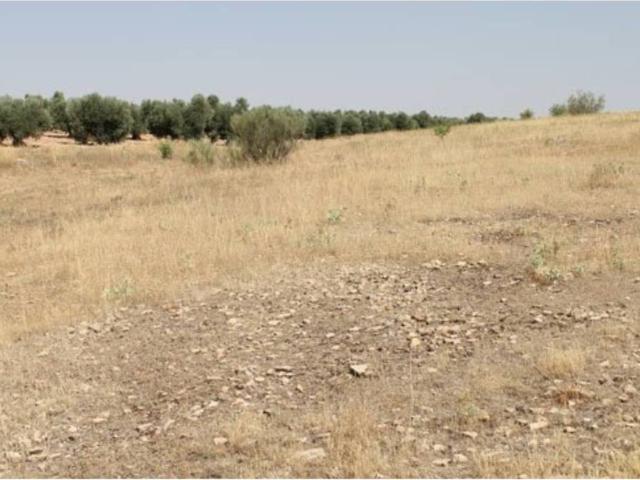 Terreno en venta en Campo De Criptana, Castilla-La Mancha