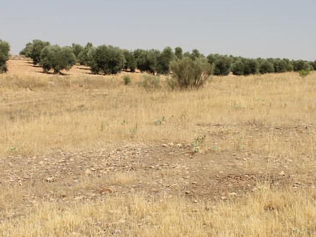 Terreno en venta en Campo De Criptana