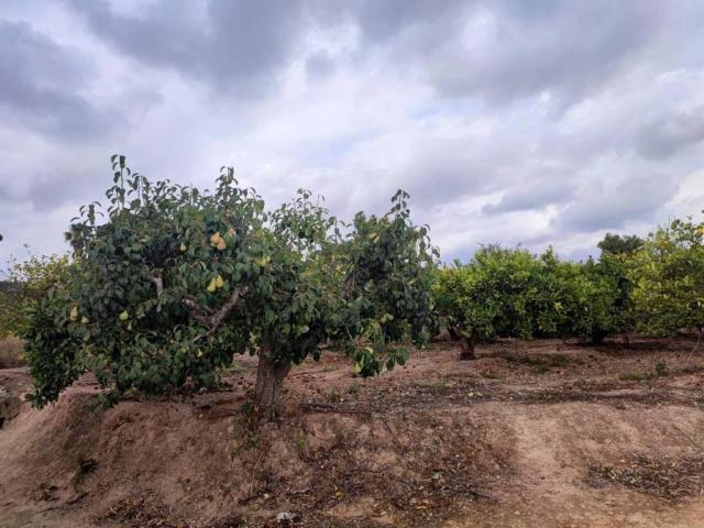 Terreno en venta en la Costera, Valencia
