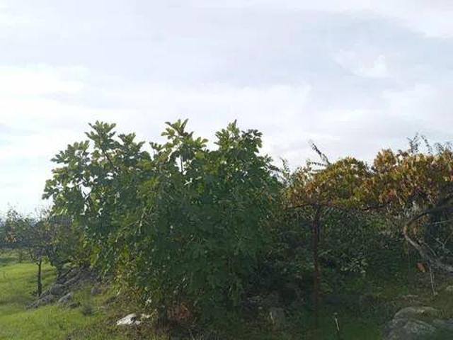 Terreno en venta en Candeleda, Castilla y León