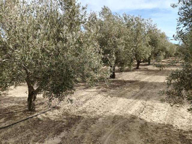 Terreno en venta en Comarca de Baza, Andalucía
