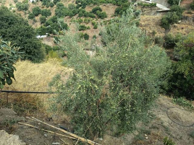 Terreno en venta en La Axarquía, Andalucía