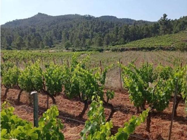 Terreno en venta en Priorat, Catalunya