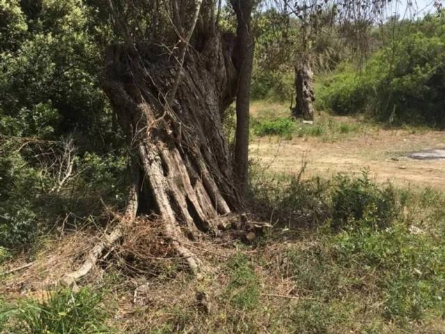 Terreno en venta en Llevant, Baleares