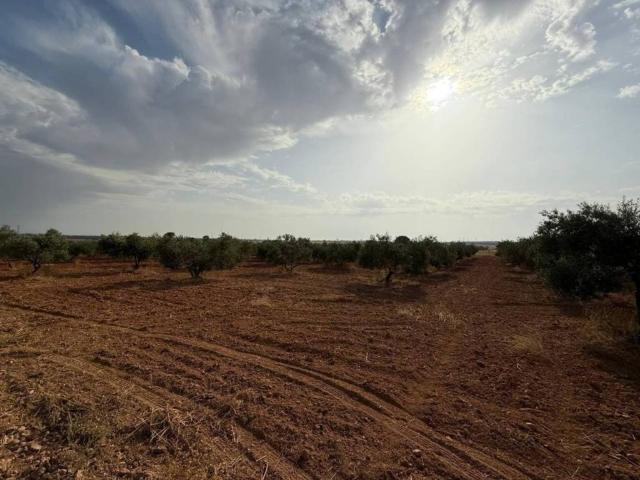 Terreno en venta en Carmona, Sevilla