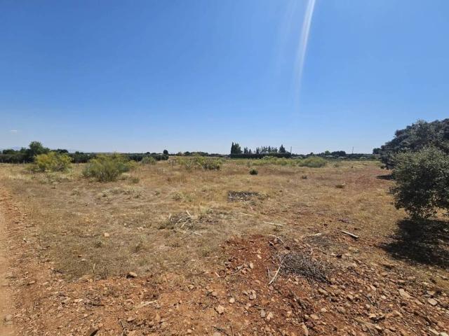 Terreno en venta en Carrión De Calatrava, Castilla-La Mancha