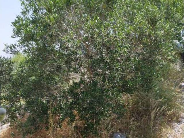 Terreno en venta en Los Puertos de Santa Bárbara, Campo de Cartagena y Mar Menor