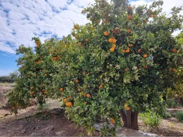 Terreno en venta en La Aljorra, Campo de Cartagena y Mar Menor
