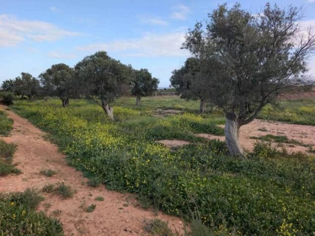 Terreno en venta en La Aljorra, Campo de Cartagena y Mar Menor