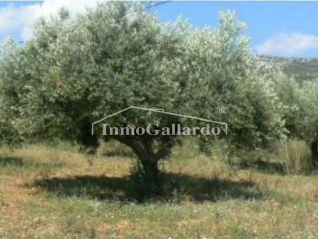 Terreno en venta en Casarabonela