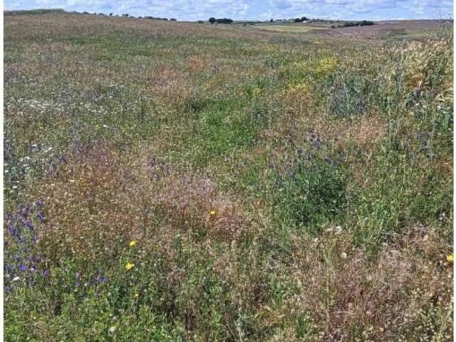 Terreno en venta en Casarrubios Del Monte, Castilla-La Mancha