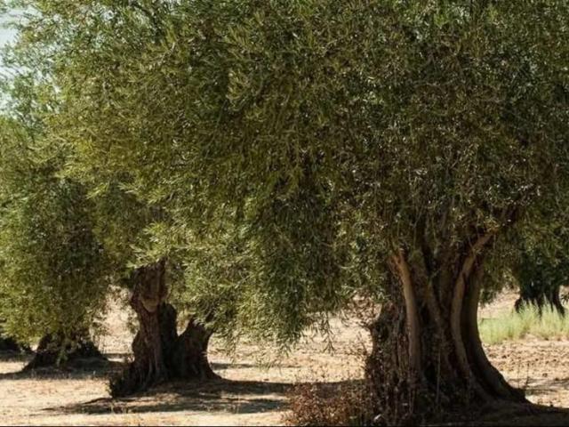 Terreno en venta en Casas De Don Pedro, Extremadura