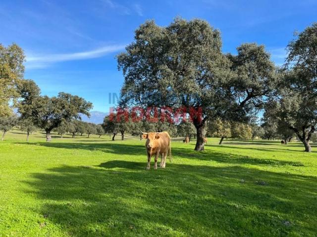 Terreno en venta en Casatejada, Extremadura
