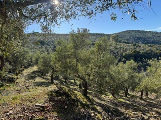 Terreno en venta en Castañar De Ibor, Extremadura