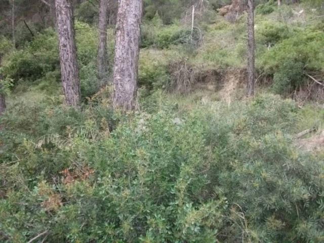 Terreno en venta en Castellgalí, Barcelona