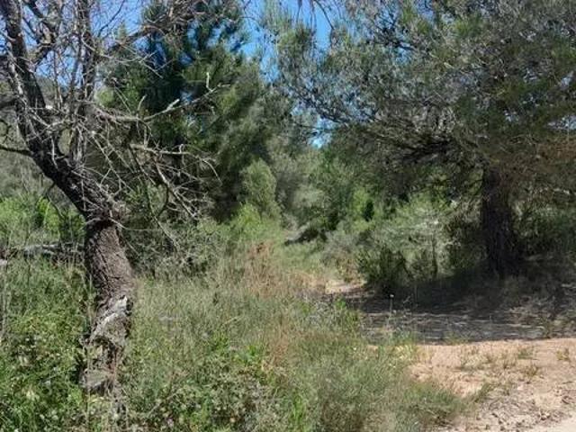 Terreno en venta en la Plana Alta, Valencia