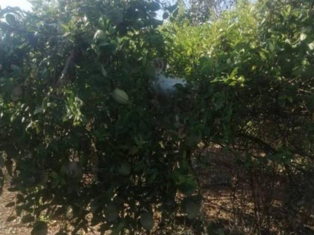 Terreno en venta en Castelló de la Plana / Castellón de la Plana, Castelló / Castellón
