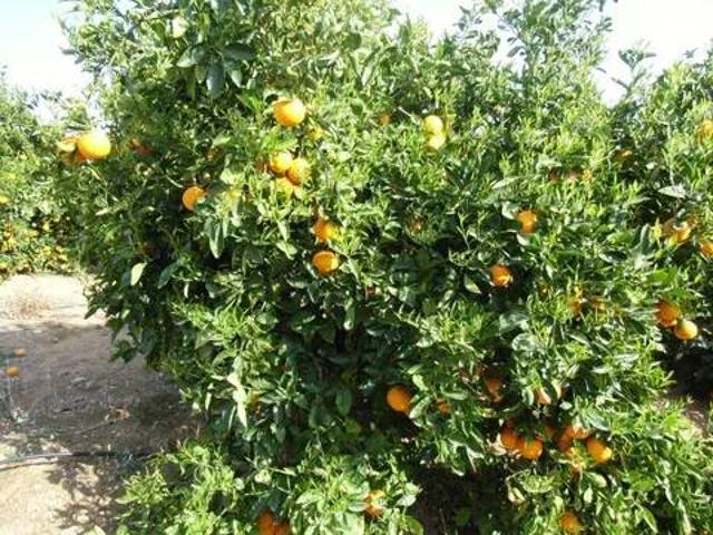 Terreno en venta en la Plana Alta, Valencia
