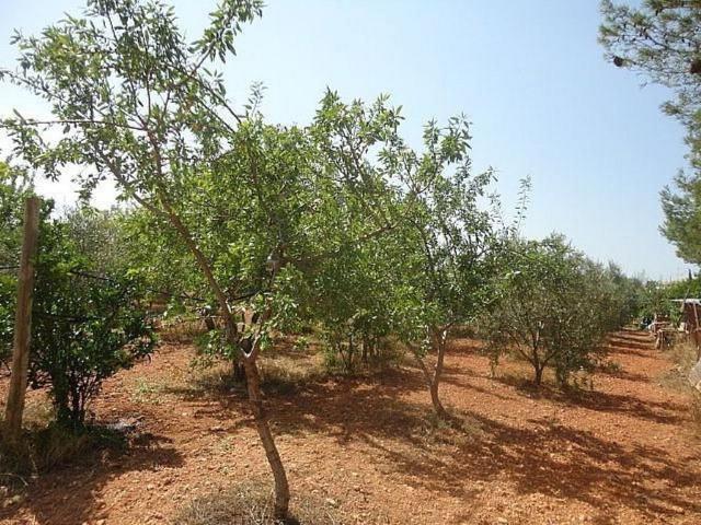 Terreno en venta en Alt Penedès, Catalunya