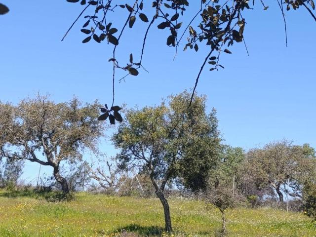 Terreno en venta en Castilblanco De Los Arroyos, Andalucía