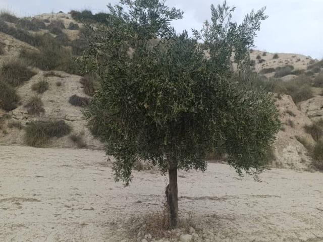 Terreno en venta en Comarca de Huéscar, Andalucía