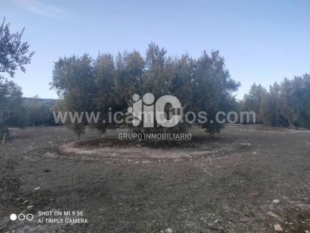 Terreno en venta en Castro Del Río, Andalucía