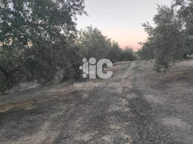 Terreno en venta en Castro Del Río, Andalucía