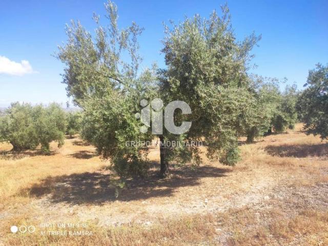 Terreno en venta en Castro Del Río, Andalucía