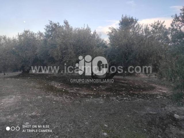 Terreno en venta en Castro Del Río, Andalucía