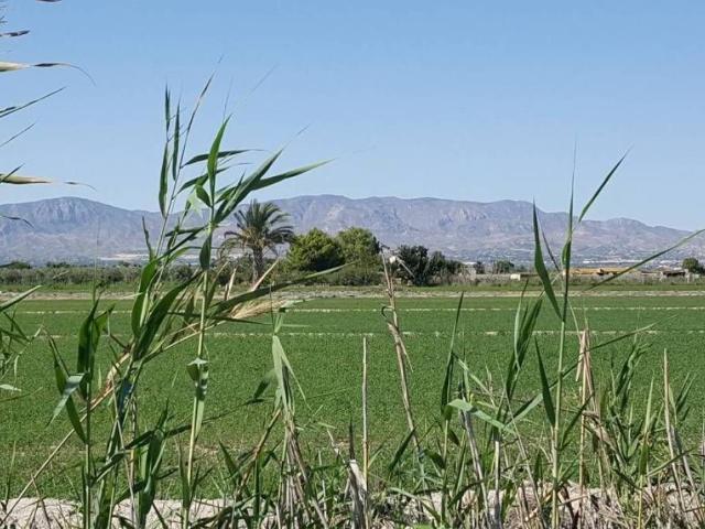 Terreno en venta en el Baix Segura / La Vega Baja, Valencia