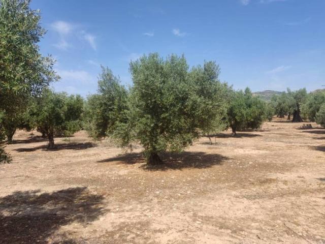 Terreno en venta en Caudete, Castilla-La Mancha