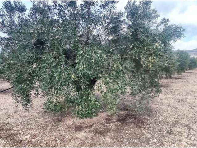 Terreno en venta en Caudete, Castilla-La Mancha
