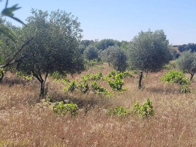 Terreno en venta en Cazalegas