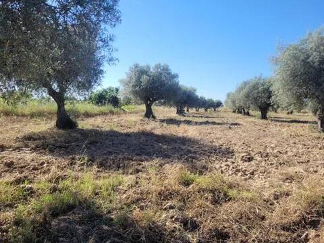 Terreno en venta en Cazalegas, Castilla-La Mancha