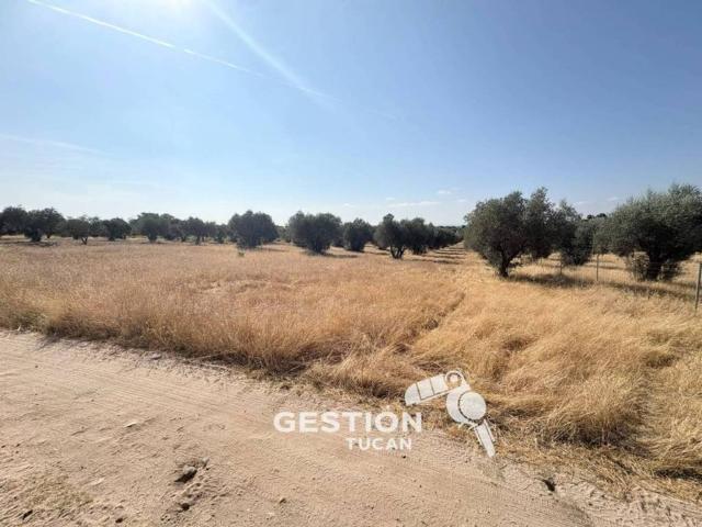 Terreno en venta en Cazalegas, Castilla-La Mancha