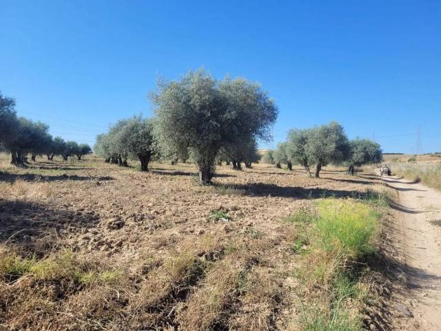 Terreno en venta en Cazalegas