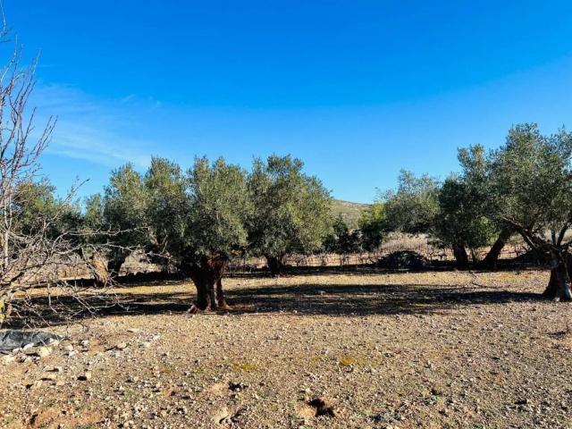 Terreno en venta en l'Alt Vinalopó / El Alto Vinalopó, Valencia
