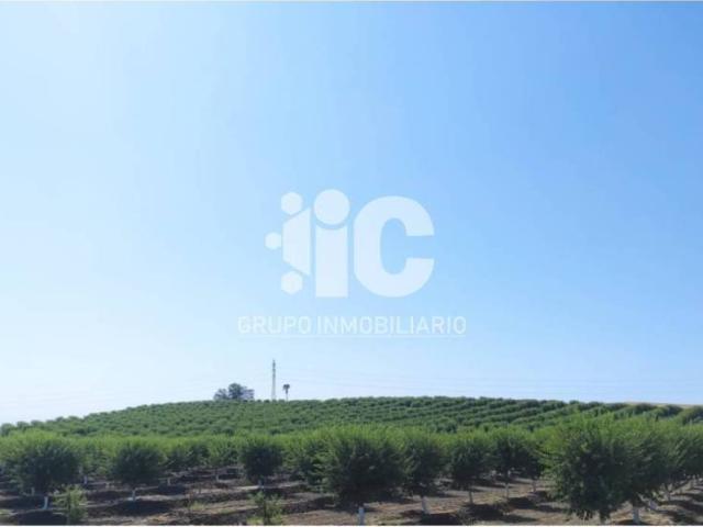 Terreno en venta en Cañete De Las Torres, Andalucía