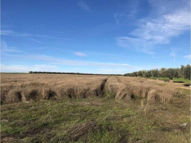 Terreno en venta en Cedillo Del Condado, Castilla-La Mancha