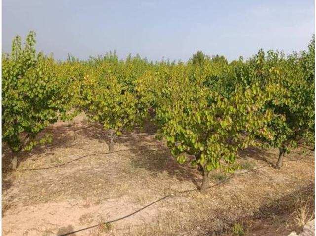 Terreno en venta en Cehegín, Región de Murcia