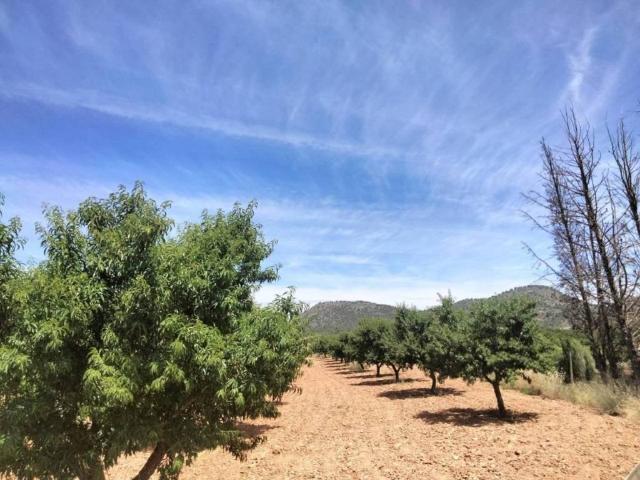 Terreno en venta en Cehegín, Región de Murcia