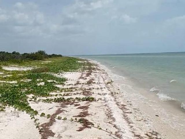 TERRENO EN VENTA EN CELESTUN A ORILLA DE LA PLAYA